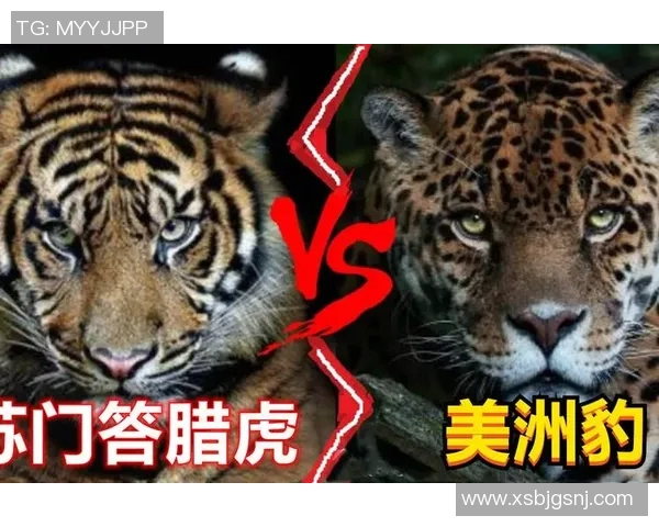 美洲虎与老虎的力量对决谁才是丛林之王的真正霸主